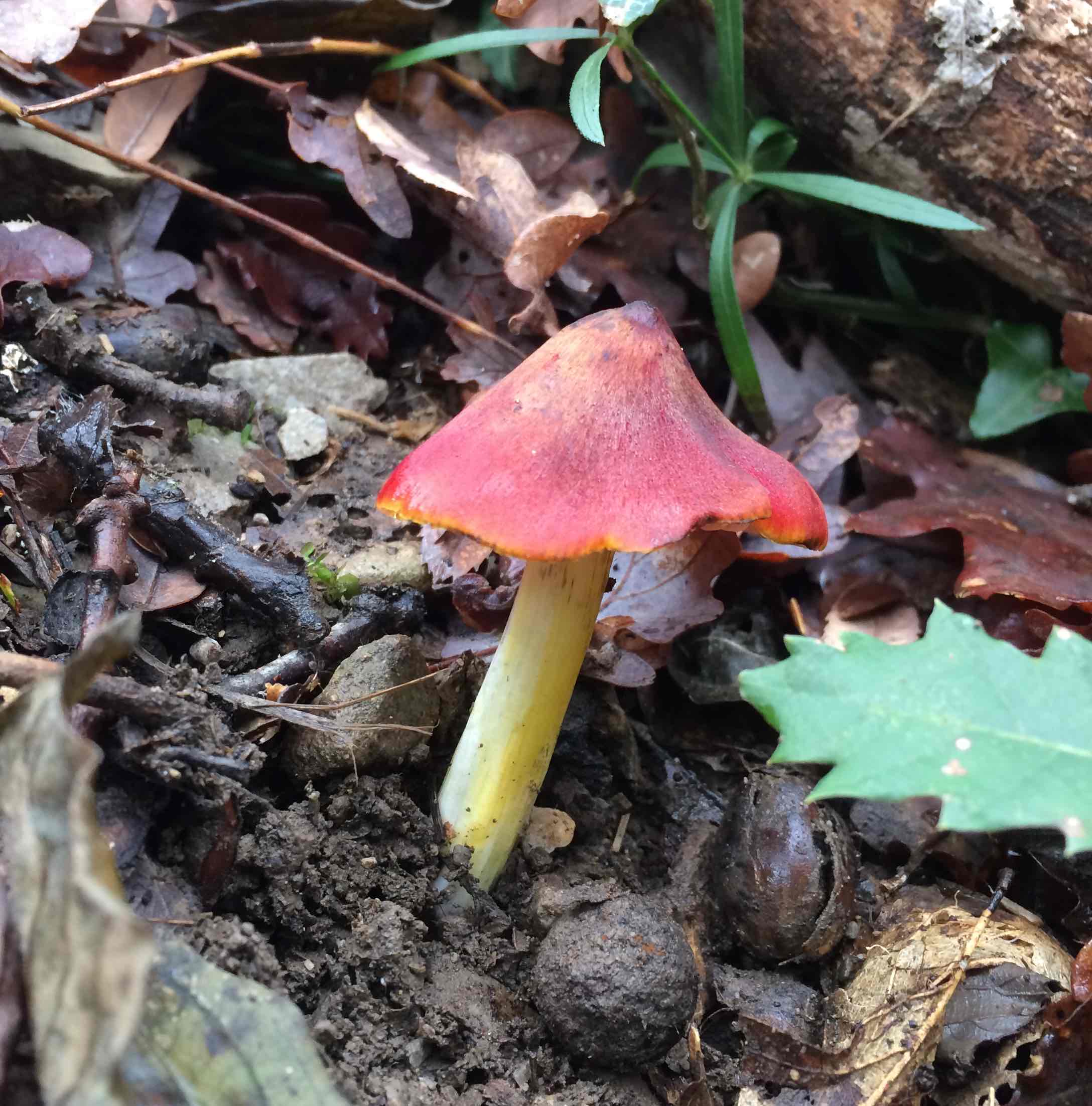 probabile Hygrophorus puniceus?